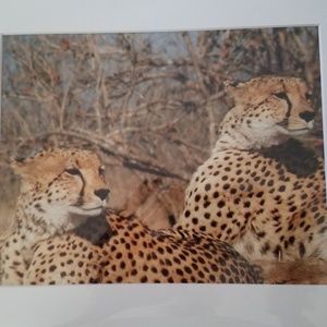 Safari photo cheetah brothers